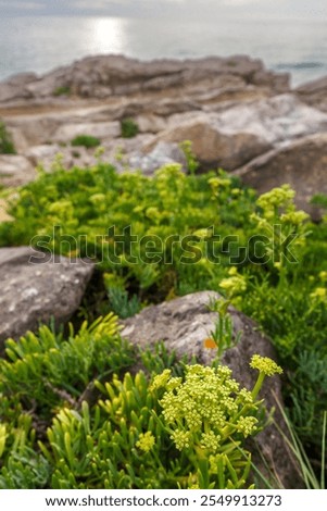 Similar – Image, Stock Photo Rocky coast among tranquil ocean water in sunny day