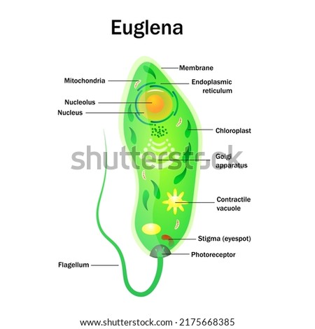 euglena diagram