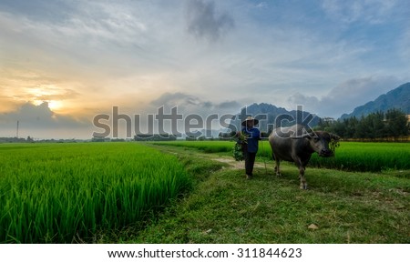 Ninhbinh, Vietnam - August 27, 2015: farmer and buffalo are back home after a day\'s work