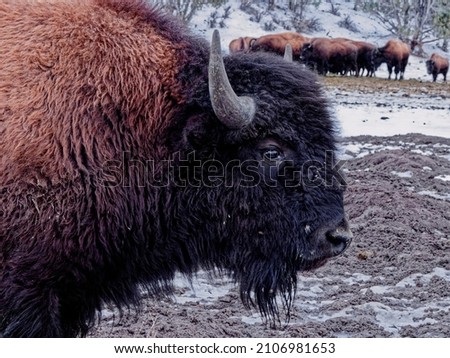 Bison en hiver avec ses cornes et sa fourrure. Au loin un troupeau dans la neige. Photo stock © 