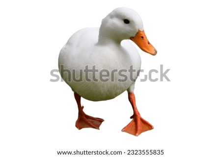 Similar – Image, Stock Photo The duck stands on the ice and drinks the cold water