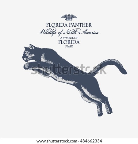 Florida Panther, Wildlife of America, illustration, vector, blue color