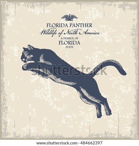 Florida Panther, Wildlife of America, illustration, vector, vintage