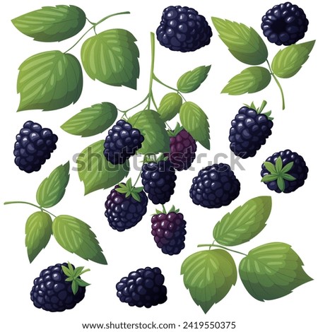 Set of fresh blackberries. Vector illustration of berries with leaves and isolated on white background. Blackberry on a twig