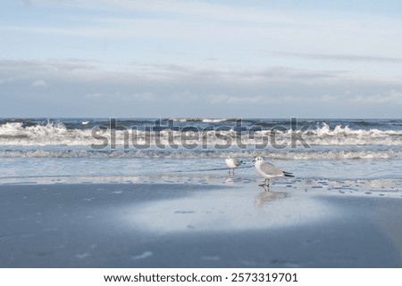 Similar – Image, Stock Photo two seagulls swimming in the fog on a quiet morning on the waveless, calm Weser river