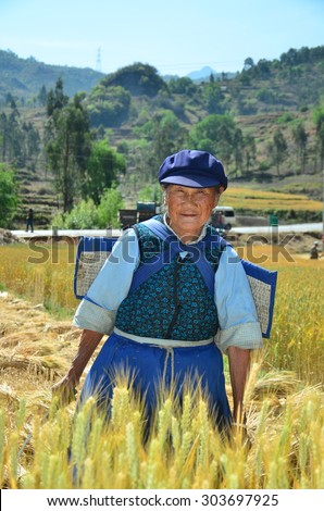 DALI, CHINA - MAY 22, 2015. Unidentified Chinese farmer works hard on rice field in Dali, China. For many farmers rice is the main source of income (around $800 annual).