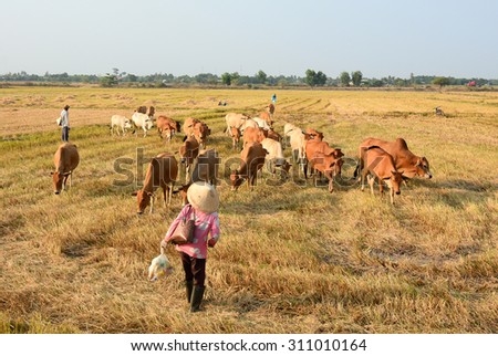 MEKONG DELTA, VIET NAM - AUG 20, 2015. Asian farmer with her cows on rice plantation in An Giang, Mekong Delta, southern Vietnam.
