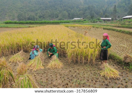 Ha Giang, Vietnam - Jun 22, 2015. Vietnamese people working on the rice terraces field in harvesting day in Ha Giang, Northwest Vietnam.