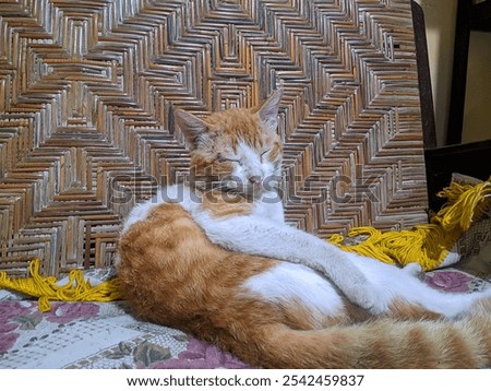 Similar – Image, Stock Photo Street cat sitting relaxed on a stone path