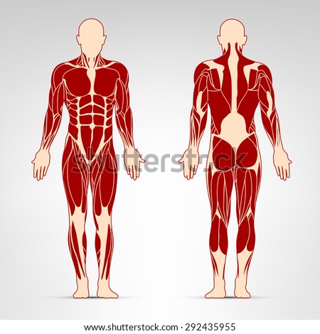 Man Muscles Vector Illustration. Detailed Illustration Of Human Muscles ...