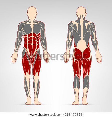 Leg Muscles. Fitness Training, Man Muscles Workout. Stock Vector ...