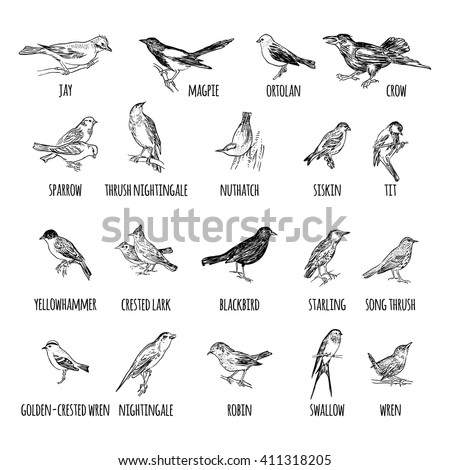 Set of hand drawn various birds. Passerine. Crow, jay, magpie, ortolan, sparrow, nightingale, siskin, robin, swallow, bullfinch, tit