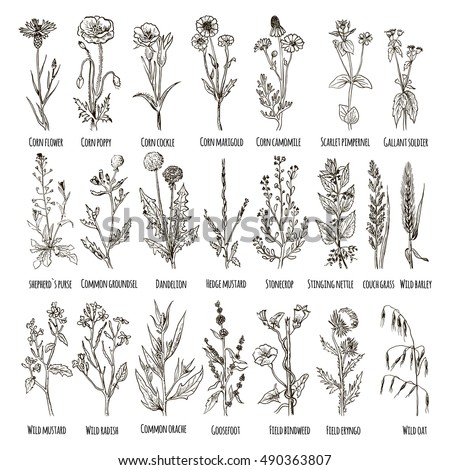 Set Of Weeds In Sketch Style. Vector Illustration For Your Design