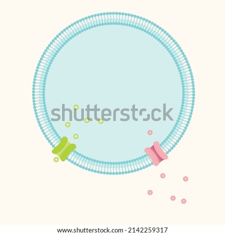 Bilayer cell membrane with transmembrane ion channels template Foto stock © 