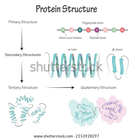 Vector Illustration of Different Protein Structures