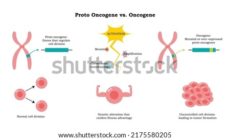 Proto oncogene versus oncogene vector illustration diagram