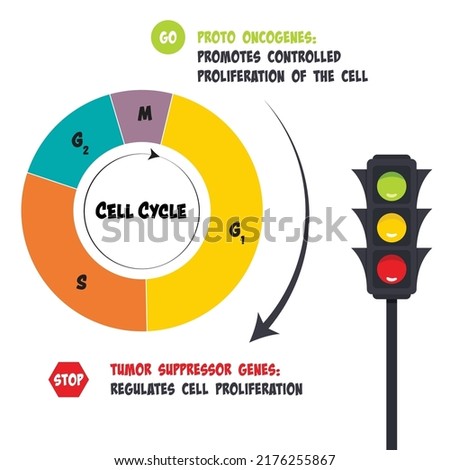 Vector illustration of the function of proto oncogenes and tumor suppressor genes 