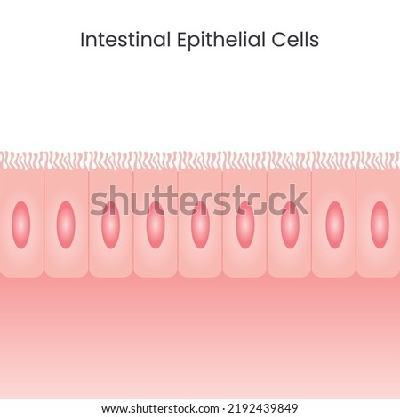 Intestinal Epithelial Cells background vector