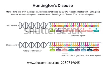 Huntington's Disease HTT repeat allele vector illustration diagram