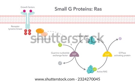 Small G Proteins Ras scientific vector diagram