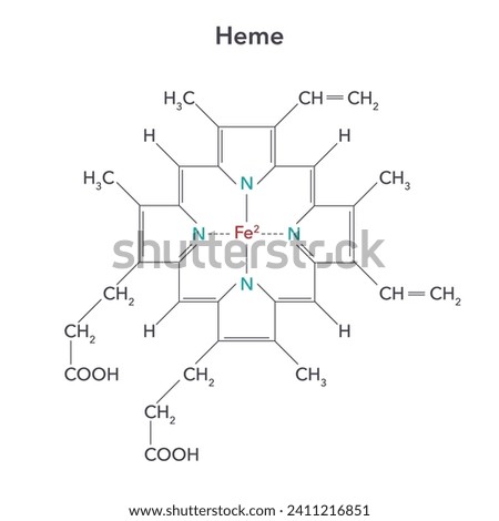 Heme, or haem, is a precursor to hemoglobin biochemistry vector illustration structure
