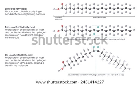 Saturated versus unsaturated fatty acids vector illustration scientific graphic diagram