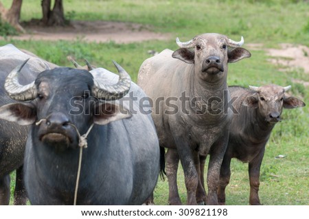 The water buffalo or domestic Asian water buffalo on the grass