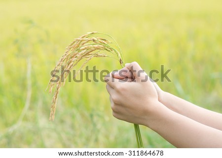 Woman hands touching golden wheat field, happy farmer enjoying great harvest