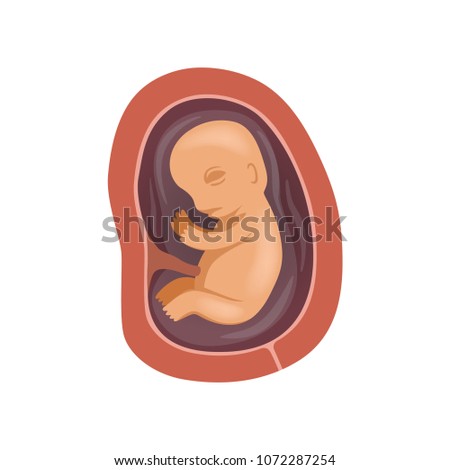 Human fetus inside the womb, 4 month, stage of embryo development vector Illustration on a white background 商業照片 © 