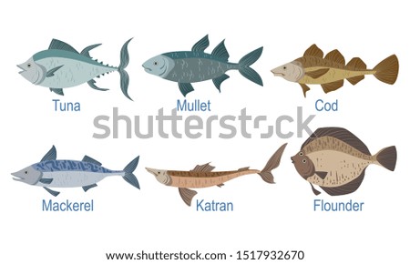 Collection of Fish Species with Name Subscription, Tuna, Mullet, Cod, Markel, Catran, Flounder Vector Illustration