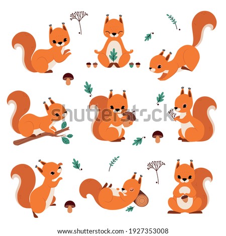 Cute Red Squirrel Holding Acorn and Sitting on Tree Branch Vector Set