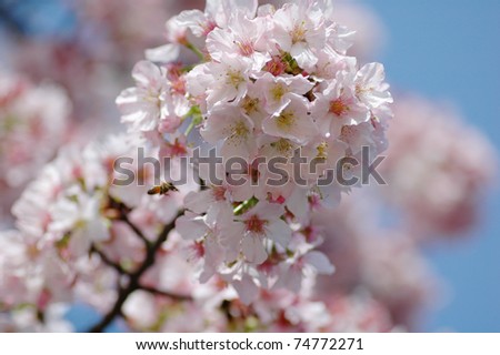 Early blooming Cherry Blossoms in Taiwan