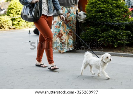 New York, New York, USA - May 11, 2012: A woman walking a dog in Washington Square Park in Greenwich Village Manhattan. Only the lower part of the woman\'s body can be seen.