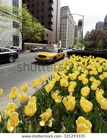 New York, New York, USA - April 15, 2012: A taxi on Park Avenue in Manhattan. During the Spring season, Manhattan is dotted with Tulips and other Spring flowers..