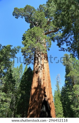 The General Grant tree, the largest giant sequoia of Kings Canyon National Park in California and the second largest tree in the world.