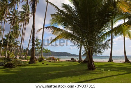 Palm trees shadow near the sea