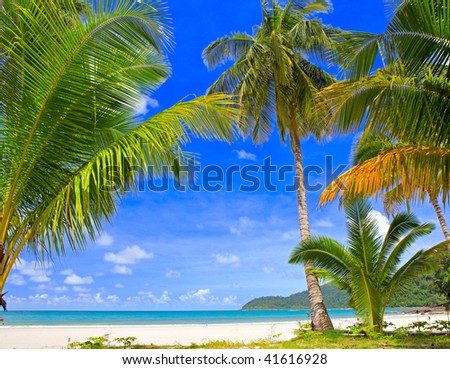 Palm tree forest on the tropical beach near sea water with sky background