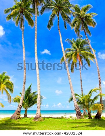 Palm tree forest and grass child area near sea water in family hotel with sky background