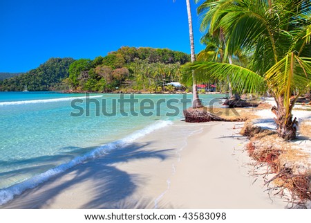 Summer beach. Sand, palm tree and sea under the sun