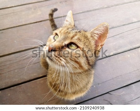 Similar – Image, Stock Photo a very small tomcat lies under a wooden table in the garden