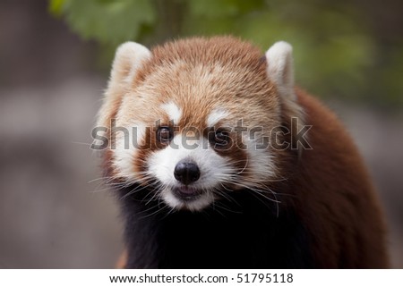 Lesser panda of a close-up