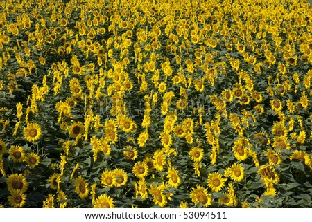 Sunflower field in a front page