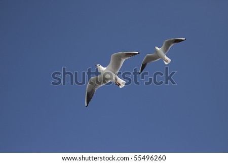 too sea gulls fly to the blue sky