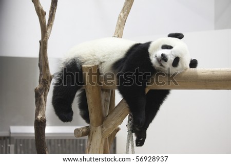 The panda which rests