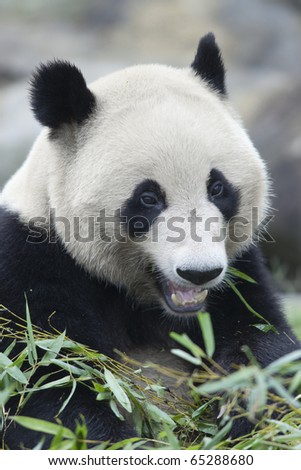 The panda having a meal