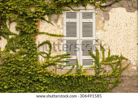 Ivy covered wall with shuttered Window. Ivy is gradually taking over the wall beside this traditional french window.