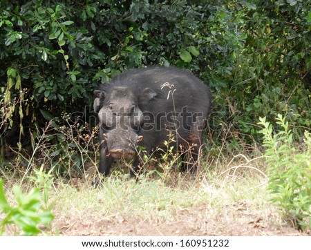 FEBRUARY 2011 - UGANDA:  a giant forest hog, Queen Elizabeth National Park, Uganda.