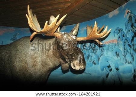 JUNE 2010 - OSLO:a (stuffed) elk in a museum inside the ski museum of the\