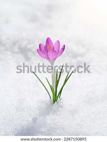 Similar – Foto Bild Schneeblumen-Kaltem Eis