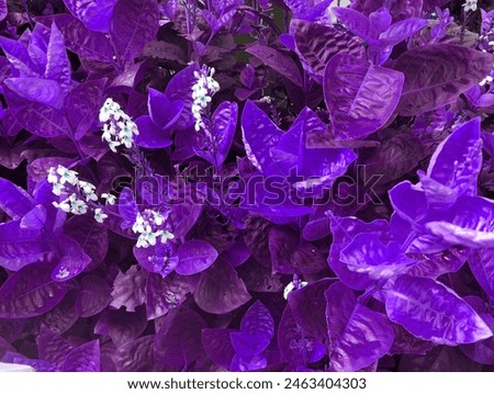 Similar – Image, Stock Photo ghostly violets in bloom